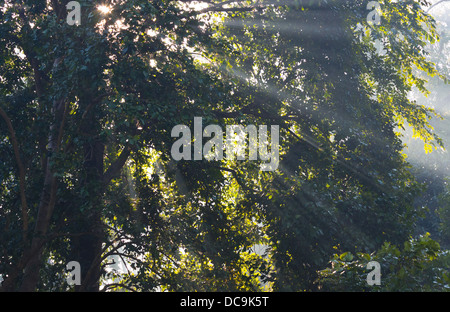 La luce del sole sulla foresta fluviale in Bardia National Park, il Nepal Foto Stock