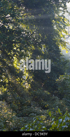 La luce del sole sulla foresta fluviale in Bardia National Park, il Nepal Foto Stock