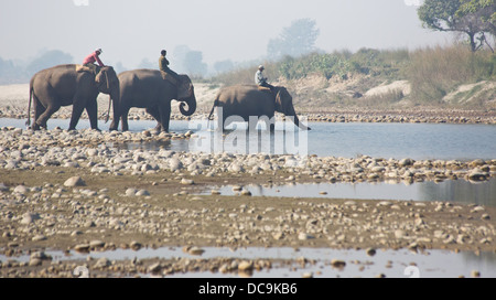 Mahouts elefanti di equitazione attraverso il Fiume Karnali, Bardia National Park, il Nepal Foto Stock
