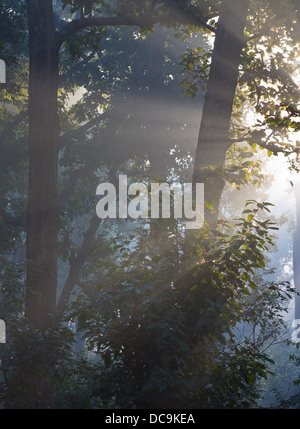 La mattina presto nella foresta di sal, con raggi di sole e la nebbia, Bardia National Park, il Nepal Foto Stock