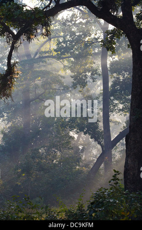 La mattina presto nella foresta di sal, con raggi di sole e la nebbia, Bardia National Park, il Nepal Foto Stock