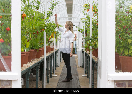 Una donna che guarda la varietà di piante di peperoncino, nelle serre,West Dean Gardens, vicino a Chichester, West Sussex, in Inghilterra, Regno Unito Foto Stock