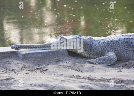 Gharial (Gavialis gangeticus) al Crocodile centro di allevamento a Bardia National Park, il Nepal Foto Stock