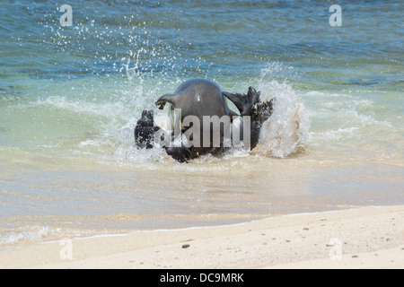 Hawaiian foca monaca, Monachus schauinslandi (specie gravemente minacciate specie endemiche), aggressivi attacchi maschio cucciolo, Molokai, Hawaii Foto Stock
