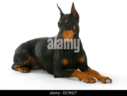 Dobermann che stabilisce isolati su sfondo bianco Foto Stock