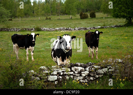 In bianco e nero di bovini Foto Stock