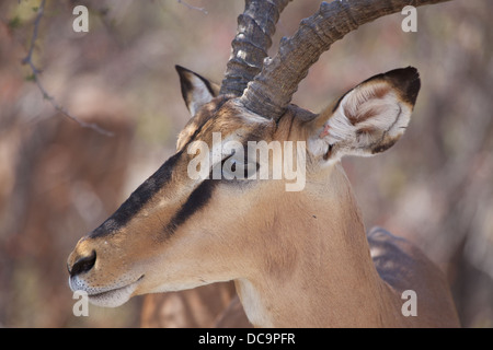 Bella testa nero Impala in riserva di Etosha, Namibia Foto Stock