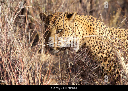 Un leopard va in un tardo pomeriggio prowl Foto Stock