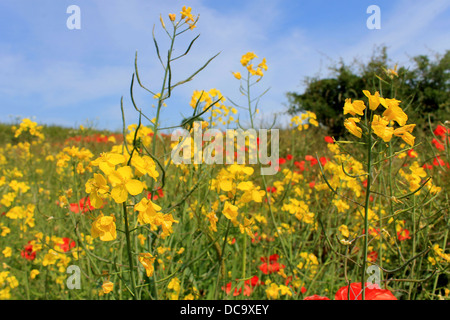 Vista panoramica di giallo e rosso papavero fiori che sbocciano in campo. Foto Stock