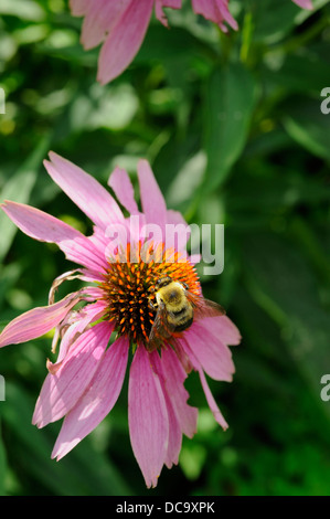 Bumblebee su purple coneflower Foto Stock