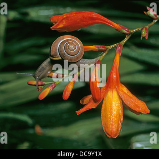 Bianco-labbro Gardensnail, bianco-lumaca a labbro, giardino lumaca (Cepaea nemoralis) su fioritura fresia Foto Stock