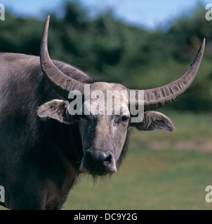 Domestico di acqua asiatici Buffalo (Bubalus arnee), ritratto Foto Stock