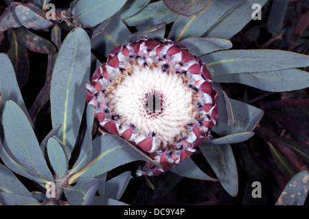 Close-up di vista superiore di oleandro-lasciava Protea/Sugarbush fiore testa - Protea neriifolia -Famiglia Proteaceae Foto Stock