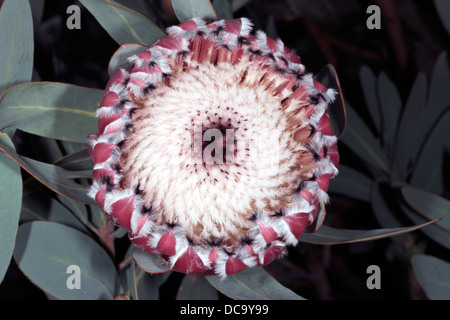 Close-up di vista superiore di oleandro-lasciava Protea/Sugarbush fiore testa - Protea neriifolia -Famiglia Proteaceae Foto Stock