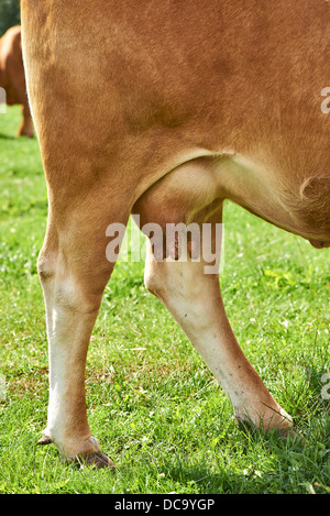 Mammelle di una giovane vacca Foto Stock