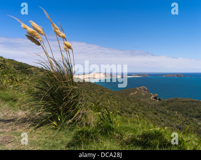 Dh Cape Reinga NUOVA ZELANDA Toi Toi erba toetoe crescita selvaggia scogliera costiera tops Foto Stock