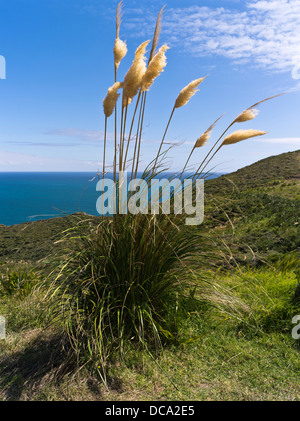 Dh Cape Reinga NUOVA ZELANDA Toi Toi erba toetoe crescita selvaggia scogliera costiera tops Foto Stock