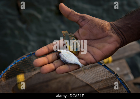 Mano di un pescatore con due piccoli pesci sul suo palm Foto Stock