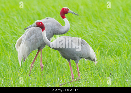 Gru Sarus (Grus antigone ) coppia Foto Stock