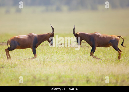 Tsessebe o Sassaby (Damaliscus lunatus jimela), due tori combattimenti Foto Stock