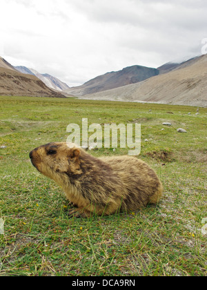 La marmotta himalayana accoglie i turisti in un campo di erba sulla strada per il Lago di Pangong Foto Stock