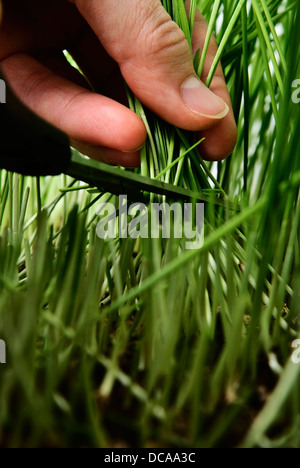 Il taglio del frumento sparare con le forbici. Foto Stock