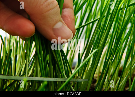 Il taglio del frumento sparare con le forbici. Foto Stock