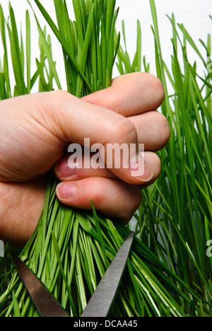 Il taglio del frumento sparare con le forbici. Foto Stock