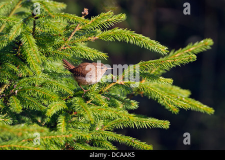 Scricciolo Troglodytes troglodytes nella piantagione di conifere Norfolk estate Foto Stock