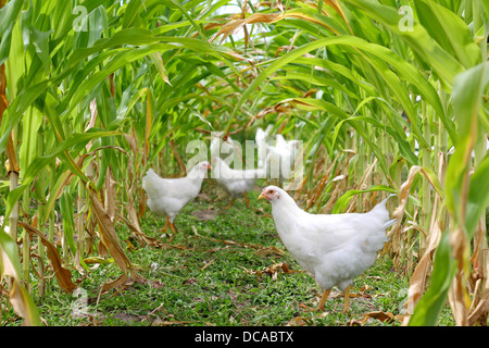 Un gruppo di polli e Galli sono in piedi sotto un baldacchino di mais dolce, mangiare il seme su una soleggiata giornata estiva Foto Stock