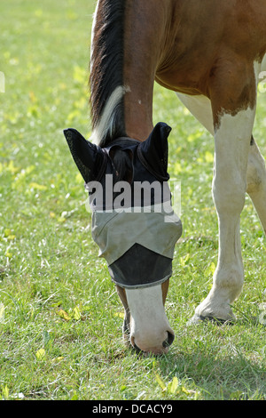Un colorato skewbald cavallo al pascolo in un paddock d'estate,indossando un fly maschera di protezione Foto Stock