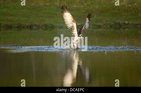 Il falco pescatore in azione in Scozia Foto Stock