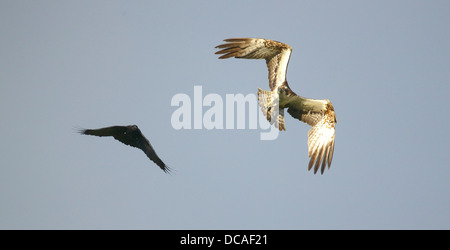 Il falco pescatore in azione in Scozia Foto Stock