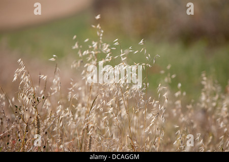 Wild avena (Avena) crescente sulla periferia di un campo di orzo in Oxfrodshire, REGNO UNITO Foto Stock