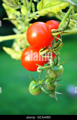 Freschi Pomodori ciliegia che cresce su un vitigno Foto Stock