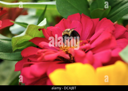 Bee impollinatori una luminosa estate fiore Foto Stock