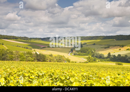 Vigneti Champagne al di sopra del villaggio di Viviers sur Artaut nella Côte des Bar area dell Aube. Foto Stock