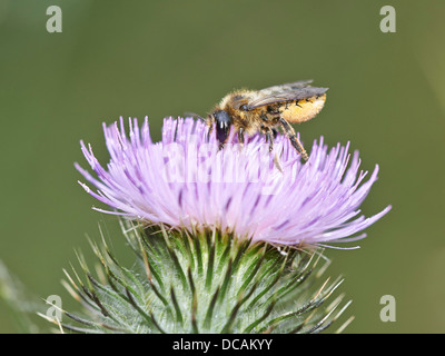 Leaf Cutter Bee su Thistle Foto Stock