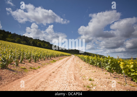 Vigneti Champagne al di sopra del villaggio di Viviers sur Artaut nella Côte des Bar area dell'Aube. Foto Stock