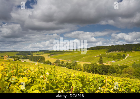 Vigneti Champagne al di sopra del villaggio di Viviers sur Artaut nella Côte des Bar area dell'Aube. Foto Stock