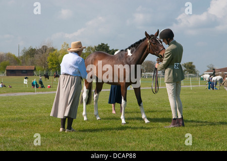 Un cavallo essendo giudicato a 2013 Suffolk Horse Show a Ipswich, Regno Unito. Foto Stock