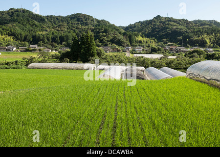 La coltivazione del riso in Giappone Foto Stock