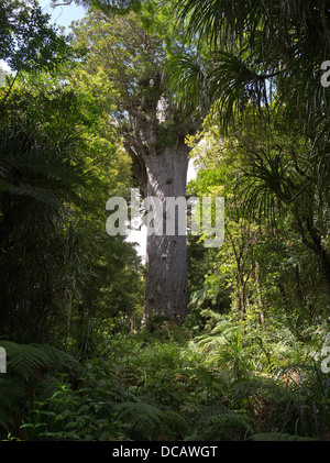 Dh Tane Mahuta WAIPOUA FOREST NUOVA ZELANDA più grande albero Kauri northland Foto Stock