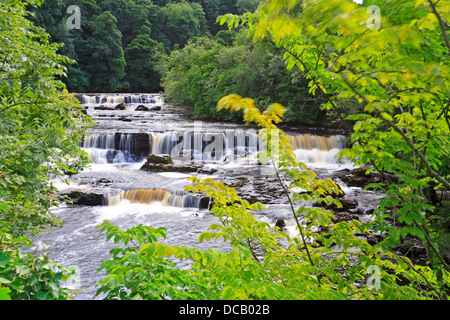 Aysgarth Upper Falls,Wensleydale, North Yorkshire, Yorkshire Dales National Park, Inghilterra, Regno Unito. Foto Stock