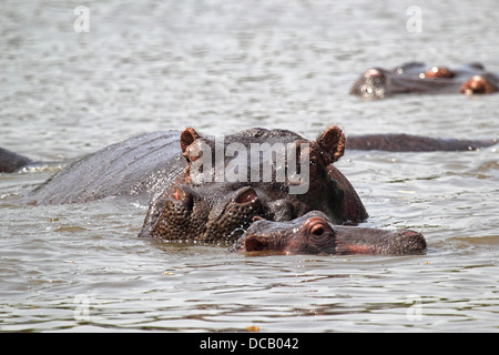 Baby ippopotamo (Hippopotamus amphibius) e la madre in un fiume nel Parco Nazionale del Serengeti, Tanzania Foto Stock