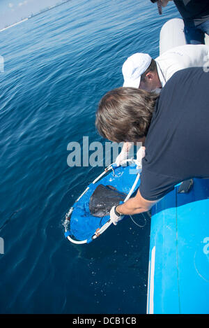 Valencia, Spagna. Il 14 agosto 2013. Questi animali sono stati trovati bloccati sulla costa di Valencia e del suo trattamento in area di recupero azione oceanografiche risponde al protocollo sviluppato da acquario presso l insorgenza di filamento animali marini che richiedono attenzione. Dopo essere stata recuperata, come aveva alcune lesioni e sono stati disorientati, sono in condizioni perfette per essere restituiti al mare. Il trasferimento della quarta striscia viene rinviata di essere incinta. Credito: Salva Garrigues/Alamy Live News Foto Stock