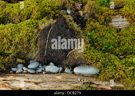 Onda spiaggia lucidato pietre sulla isola di Burnaby Haida Gwaii Queen Charlotte Islands Gwaii Haanas NP della Columbia britannica in Canada Foto Stock