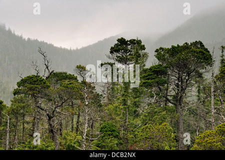 Recedono abeti della foresta di Bonsai Isola Bay Haida Gwaii Queen Charlotte Islands Gwaii Haanas NP della Columbia britannica in Canada Foto Stock