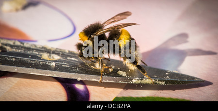 Bee sul coltello Foto Stock