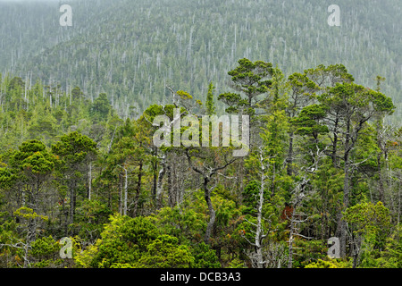 Recedono abeti della foresta di Bonsai Isola Bay Haida Gwaii Queen Charlotte Islands Gwaii Haanas NP della Columbia britannica in Canada Foto Stock